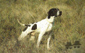 Pedigree BRICK DES PISES Pedigree BRICK DES PISES